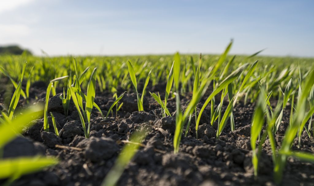 agriculture, sustainability